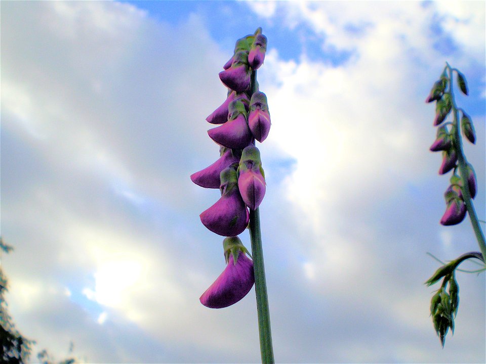 Lathyrus odoratussiererwt