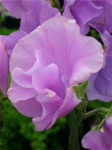Sweetpea flower "Zillah Harrod", bred by Mr. S Harrod, taken at Belfast Rose Week 2009
