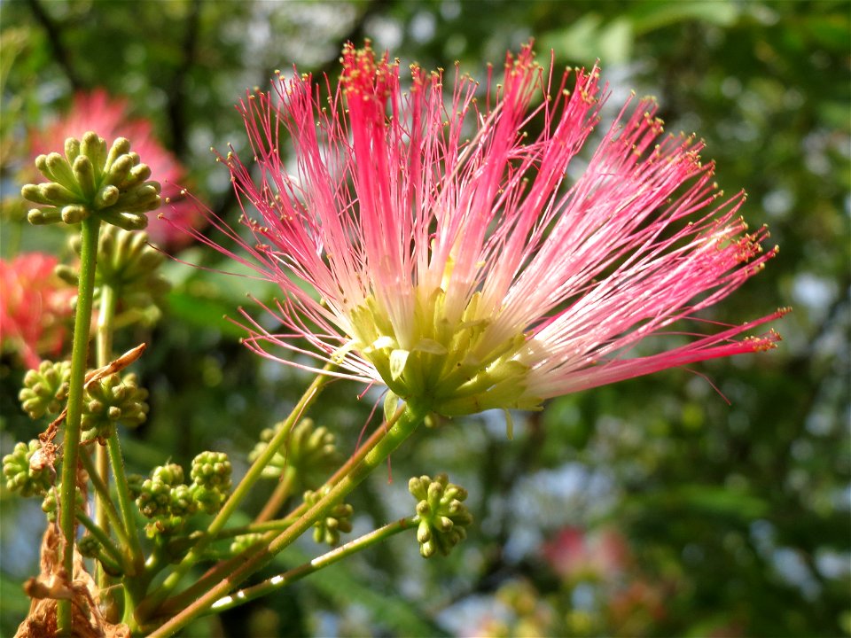 Seidenbaum (Albizia julibrissin) in Hockenheim