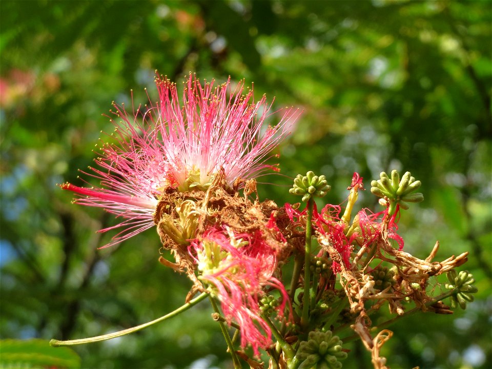 Seidenbaum (Albizia julibrissin) in Hockenheim