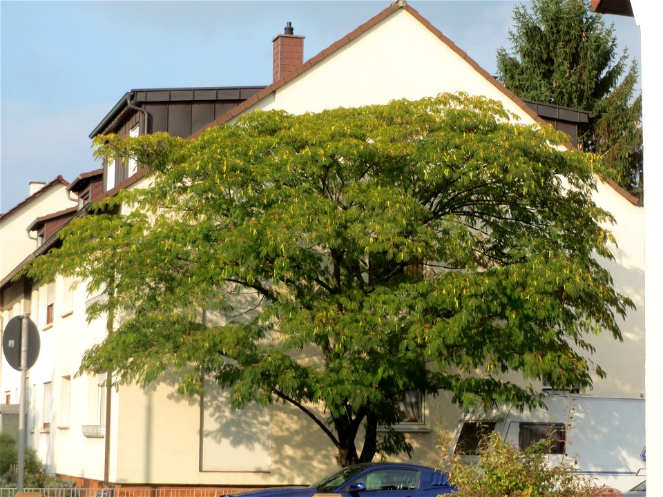 Seidenbaum (Albizia julibrissin) in Hockenheim