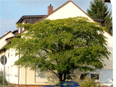 Seidenbaum (Albizia julibrissin) in Hockenheim