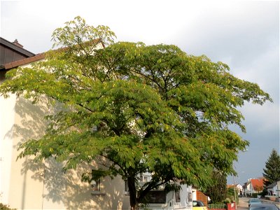 Seidenbaum (Albizia julibrissin) in Hockenheim