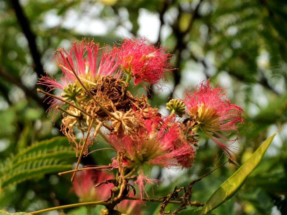 Seidenbaum (Albizia julibrissin) in Hockenheim