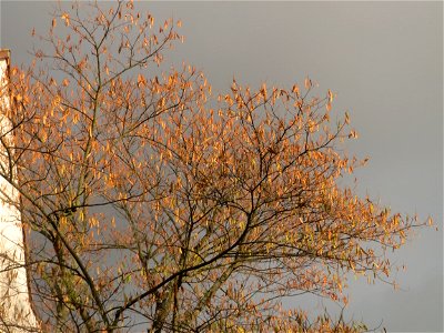 Seidenbaum (Albizia julibrissin) in Hockenheim