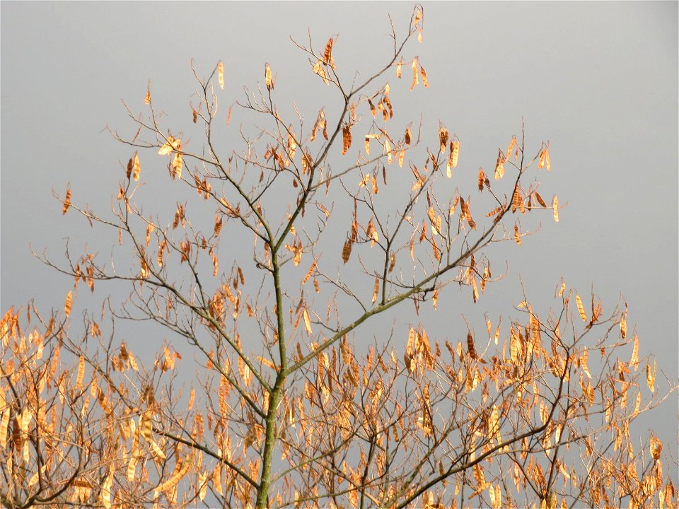 Seidenbaum (Albizia julibrissin) in Hockenheim
