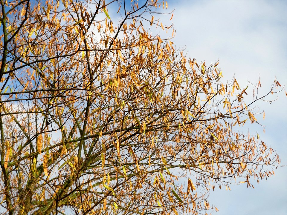 Seidenbaum (Albizia julibrissin) in Hockenheim