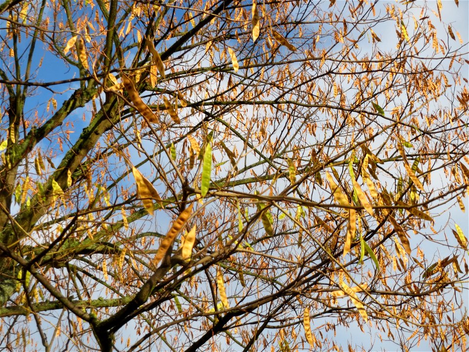 Seidenbaum (Albizia julibrissin) in Hockenheim