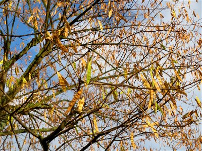Seidenbaum (Albizia julibrissin) in Hockenheim