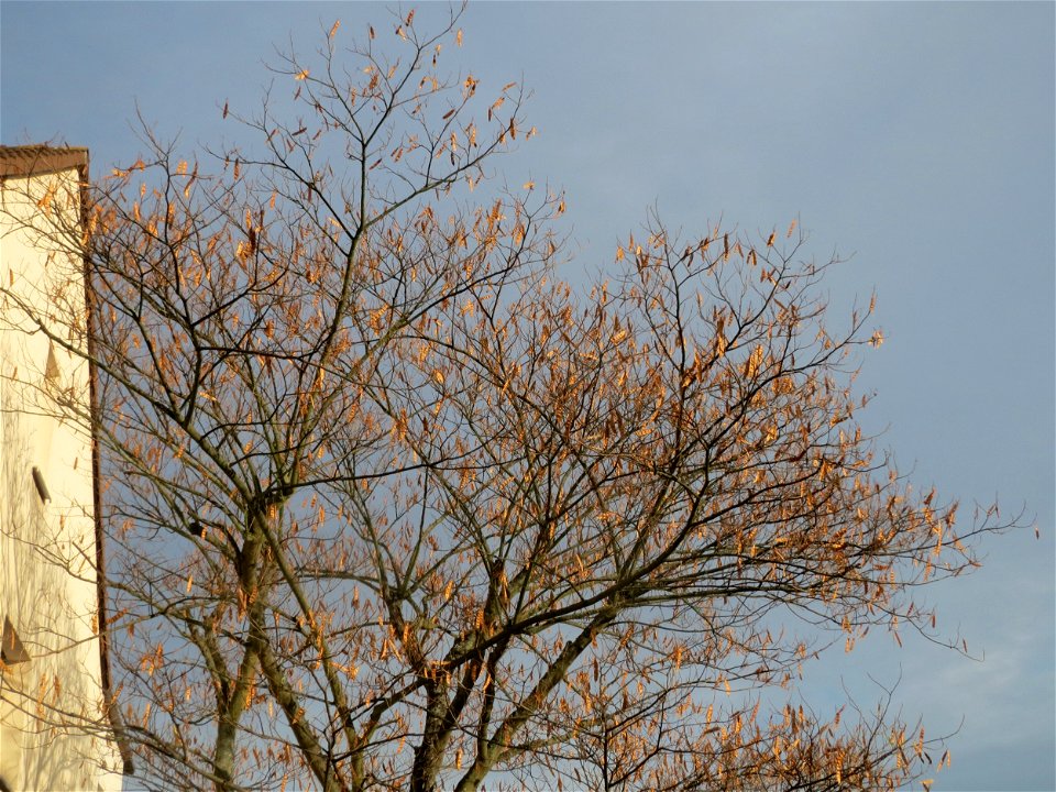 Seidenbaum (Albizia julibrissin) in Hockenheim