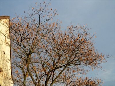 Seidenbaum (Albizia julibrissin) in Hockenheim