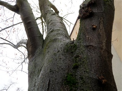 Seidenbaum (Albizia julibrissin) in Hockenheim photo