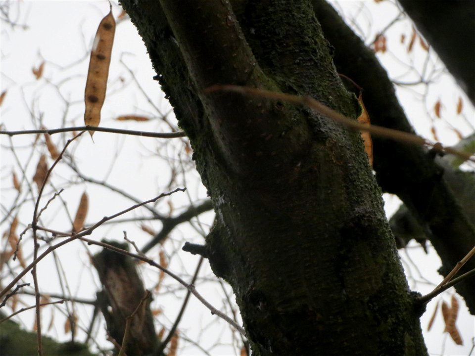 Seidenbaum (Albizia julibrissin) in Hockenheim