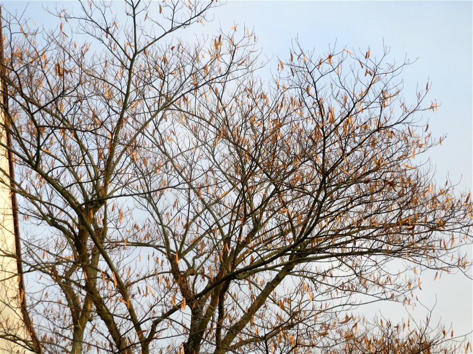 Seidenbaum (Albizia julibrissin) in Hockenheim