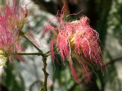 Seidenbaum (Albizia julibrissin) in Hockenheim photo