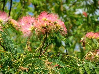 Seidenbaum (Albizia julibrissin) in Hockenheim
