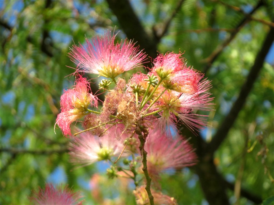 Seidenbaum (Albizia julibrissin) in Hockenheim