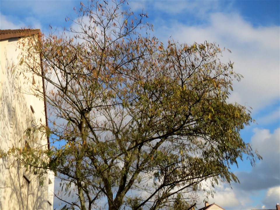 Seidenbaum (Albizia julibrissin) in Hockenheim