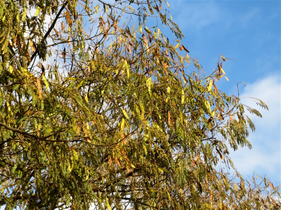 Seidenbaum (Albizia julibrissin) in Hockenheim