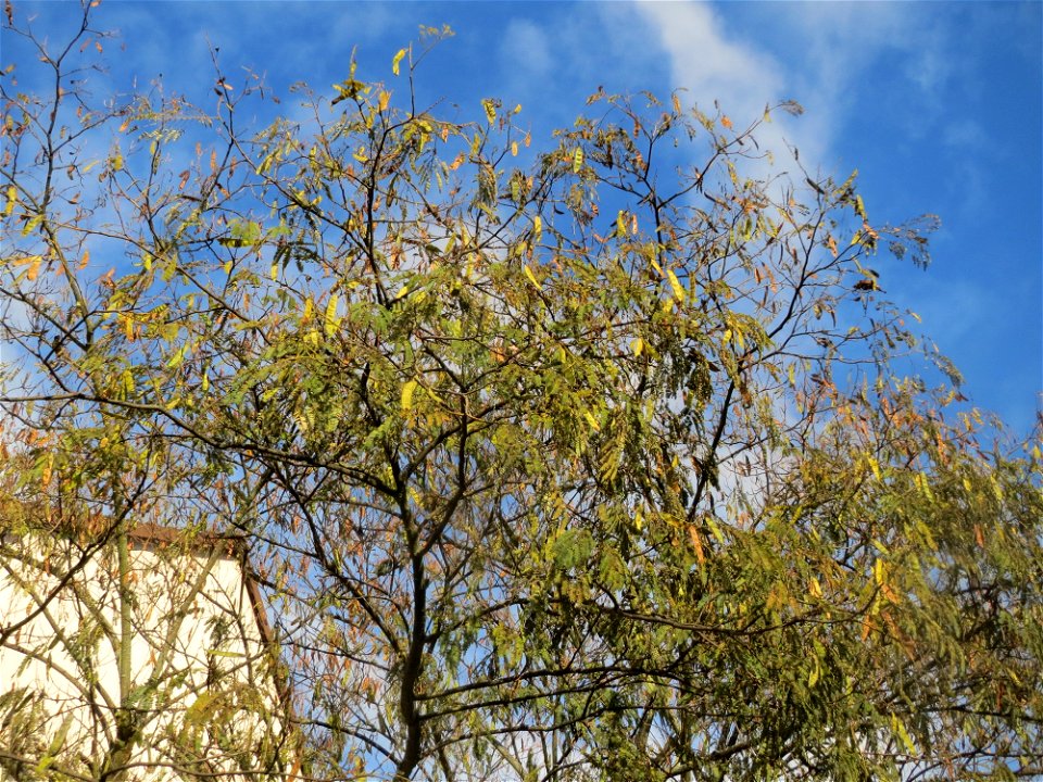 Seidenbaum (Albizia julibrissin) in Hockenheim