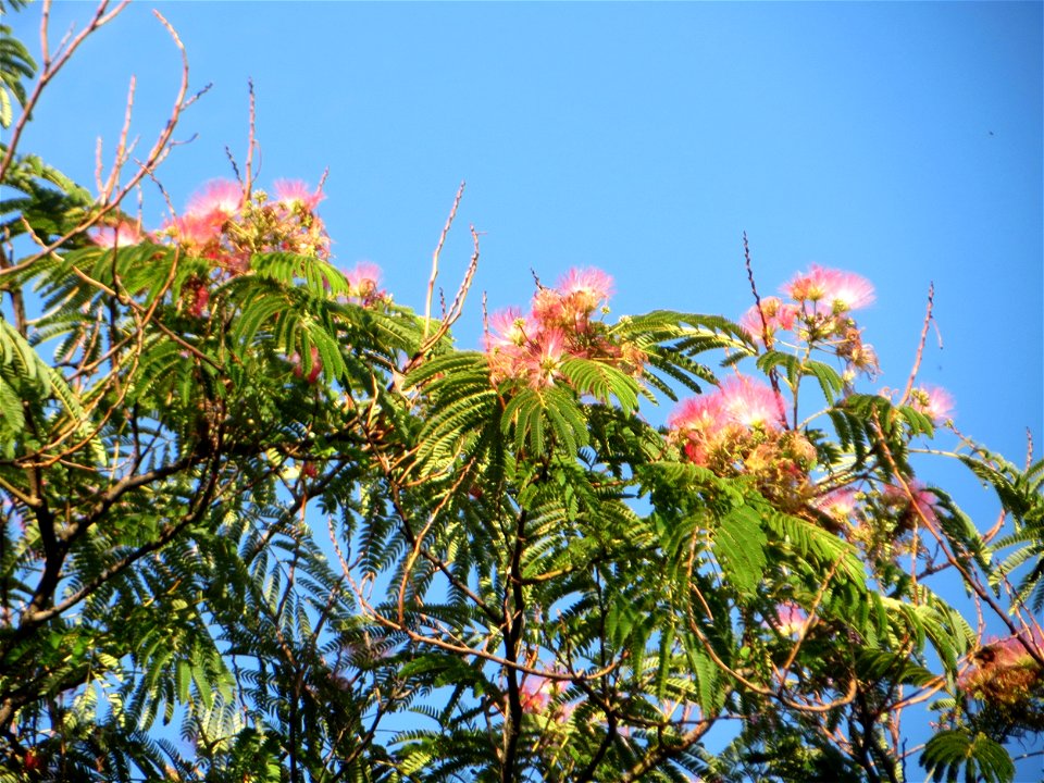 Seidenbaum (Albizia julibrissin) an der Karlstraße in Hockenheim - dieser Baum wurde in den 1950er Jahren von Amerika-Urlaubern eingeführt