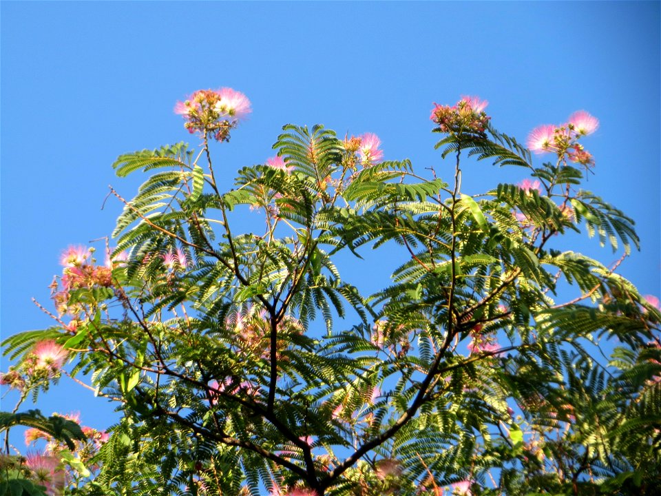Seidenbaum (Albizia julibrissin) an der Karlstraße in Hockenheim - dieser Baum wurde in den 1950er Jahren von Amerika-Urlaubern eingeführt