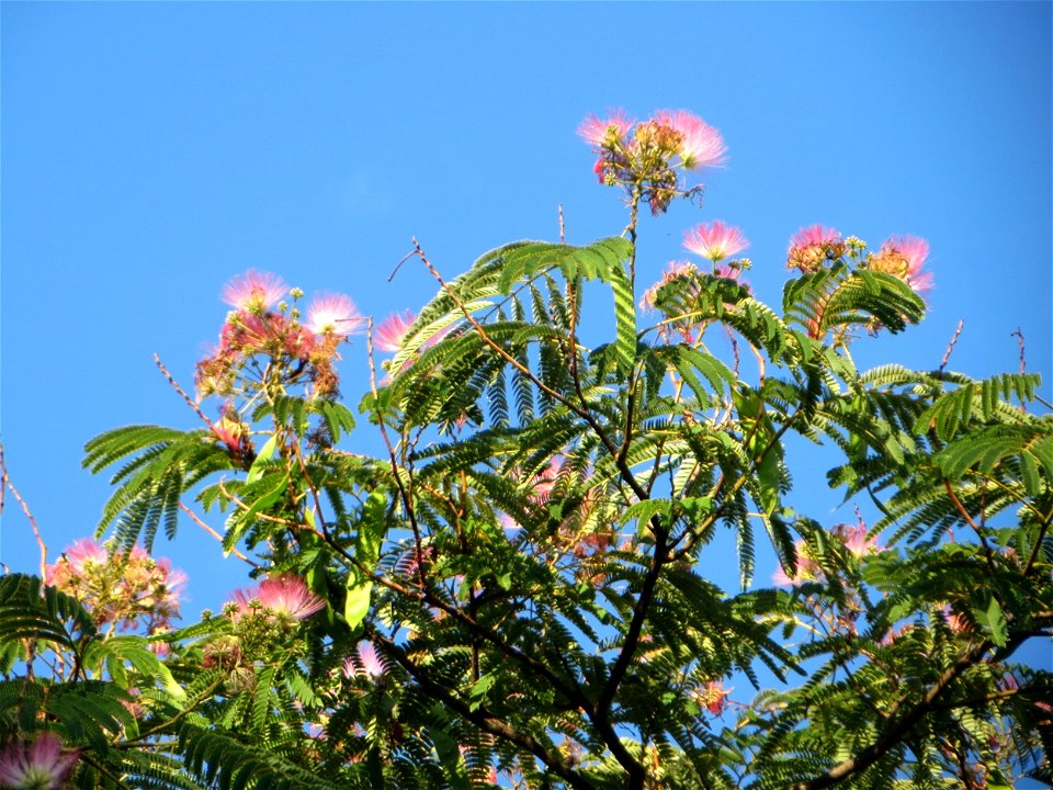 Seidenbaum (Albizia julibrissin) an der Karlstraße in Hockenheim - dieser Baum wurde in den 1950er Jahren von Amerika-Urlaubern eingeführt
