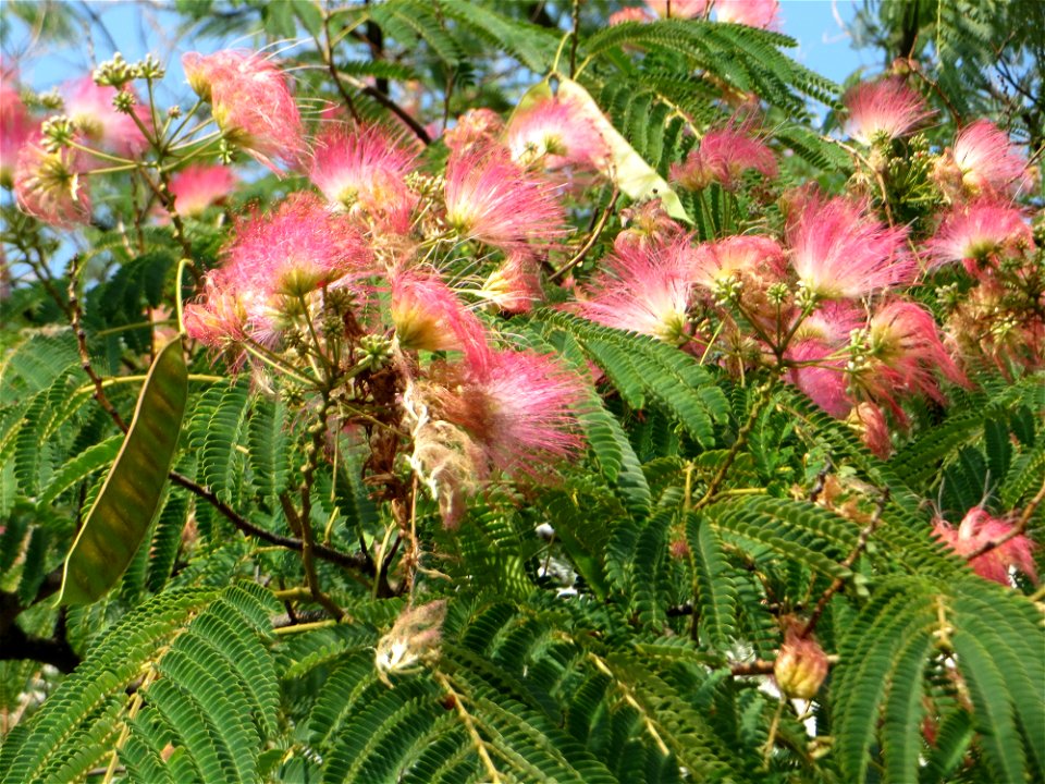 Seidenbaum (Albizia julibrissin) an der Karlstraße in Hockenheim - dieser Baum wurde in den 1950er Jahren von Amerika-Urlaubern eingeführt
