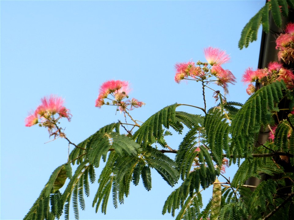 Seidenbaum (Albizia julibrissin) an der Karlstraße in Hockenheim - dieser Baum wurde in den 1950er Jahren von Amerika-Urlaubern eingeführt