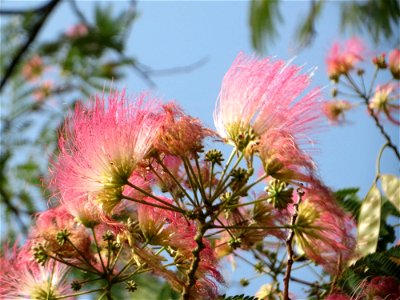 Seidenbaum (Albizia julibrissin) an der Karlstraße in Hockenheim - dieser Baum wurde in den 1950er Jahren von Amerika-Urlaubern eingeführt
