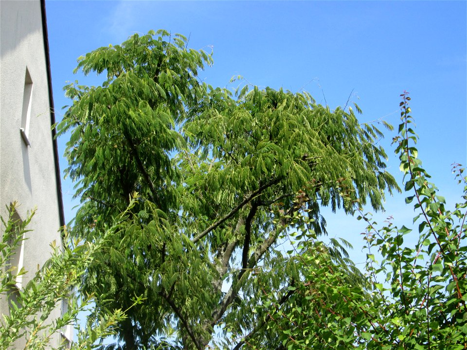 Seidenbaum (Albizia julibrissin) an der Karlstraße in Hockenheim - dieser Baum wurde in den 1950er Jahren von Amerika-Urlaubern eingeführt
