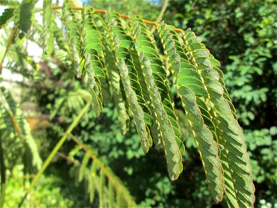 Ausgewilderte Jungpflanze des Seidenbaums (Albizia julibrissin) an der Karlstraße in Hockenheim