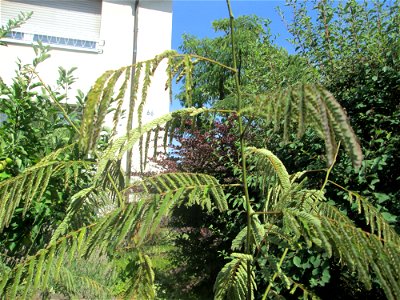 Ausgewilderte Jungpflanze des Seidenbaums (Albizia julibrissin) an der Karlstraße in Hockenheim