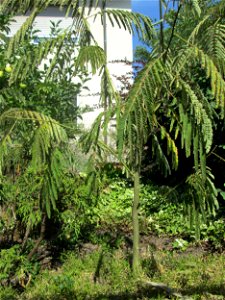 Ausgewilderte Jungpflanze des Seidenbaums (Albizia julibrissin) an der Karlstraße in Hockenheim