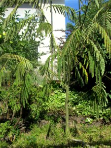 Ausgewilderte Jungpflanze des Seidenbaums (Albizia julibrissin) an der Karlstraße in Hockenheim photo