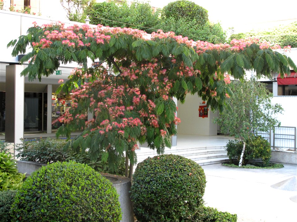 Flowering Albizia julibrissin in a shopping gallery of the Champs-Élysees : Paris 8th arrond.