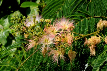 Flowers (some closed and some open) of an Albizia julibrissin (Persian silk tree) at front of Hulda Klager Lilac Gardens, with leaves in the background. photo