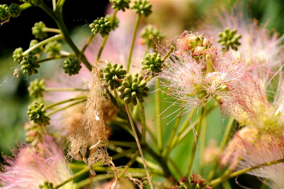 Close macro shot of flowers of an Albizia julibrissin (Persian silk tree) in front of Hulda Klager Lilac Gardens. One of the flowers (left) is wilted.
