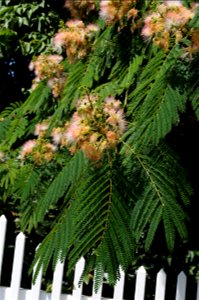 Far shot of flowers and leaves on branches of an Albizia julibrissin (Persian silk tree), hanging over a white fence in front of Hulda Klager Lilac Gardens. photo