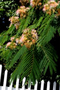 Far shot of flowers and leaves on branches of an Albizia julibrissin (Persian silk tree), hanging over a white fence in front of Hulda Klager Lilac Gardens.