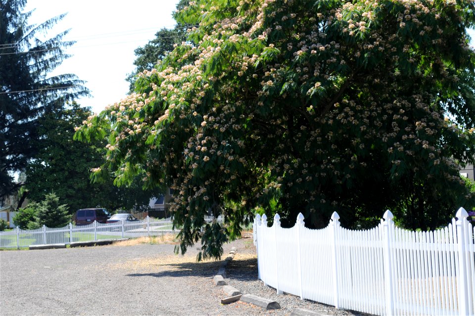 Far shot of a flowering Albizia julibrissin (Persian silk tree) near a white fence in front of Hulda Klager Lilac Gardens.