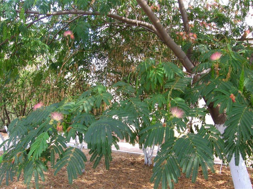 Albizzia julibrissin tree in Sevastopol