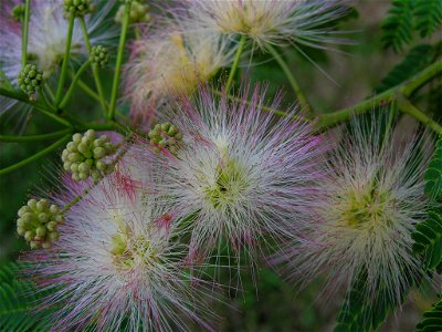 Fleur d'Albizia julibrissin