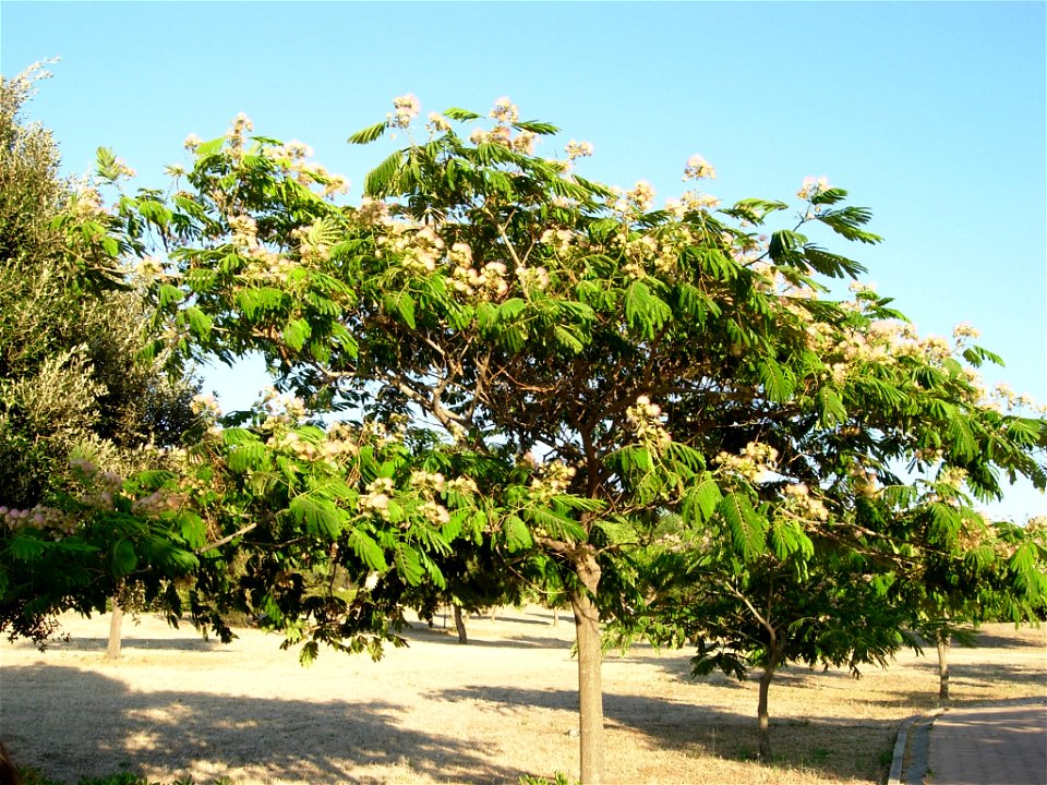Example of Albizzia, otherwise known as Acacia Julibrissin. The photo was taken in summer in Cagliari. You may notice the peculiar pink flowers.