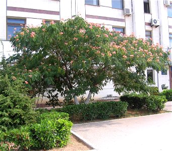 Albizzia julibrissin tree in Sevastopol photo
