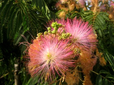 Flor da Acácia Nemu
