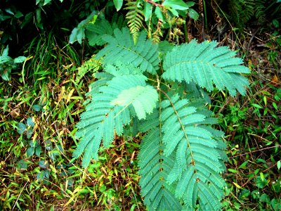 Albizia julibrissin photo