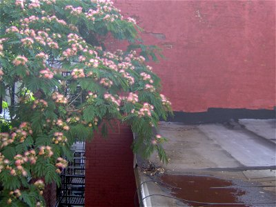 This is a newly flowered Silk Tree branch shot from my window in Jersey City, NJ