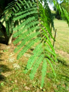 Leaf of Albizia during the day. photo