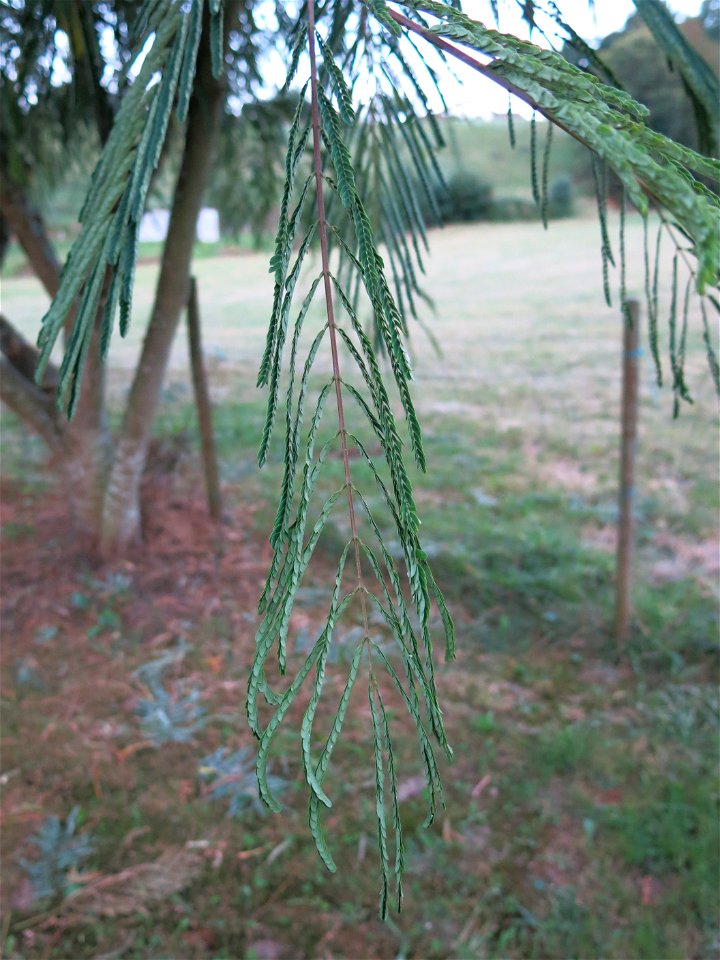 Leaf of Albizia during the night or the evening.